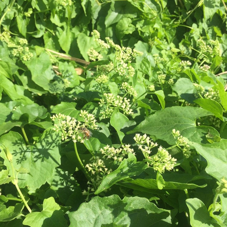 Jamaican Guaco Mikania (Wildcrafted, Air-Dried, Dr Sebi Approved Alkaline Herb)