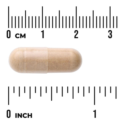 Kidney Glandular