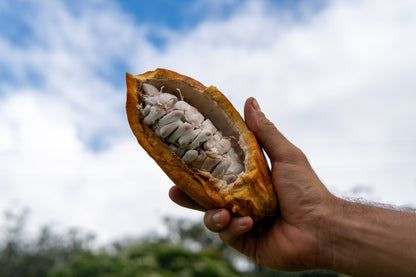 Lion's Mane Cacao (Energy)