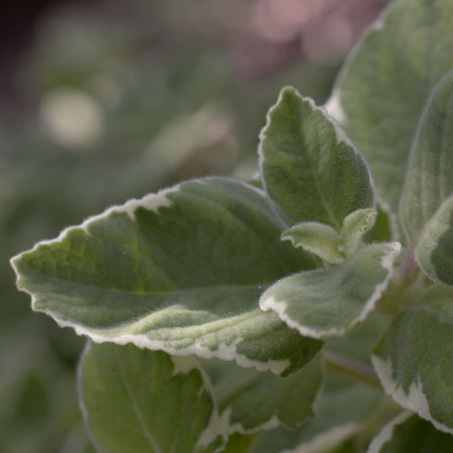 Cuban Oregano Tincture