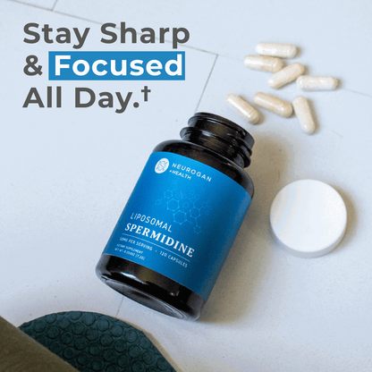 Liposomal Spermidine Capsules