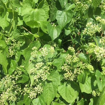 Jamaican Guaco Mikania (Wildcrafted, Air-Dried, Dr Sebi Approved Alkaline Herb)
