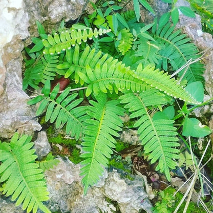 Jamaican Kalawalla Herb | Calaguala | Polypodium Sp. | 2 oz coarse powder