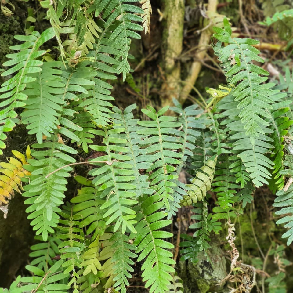 Jamaican Kalawalla Herb | Calaguala | Polypodium Sp. | 2 oz coarse powder