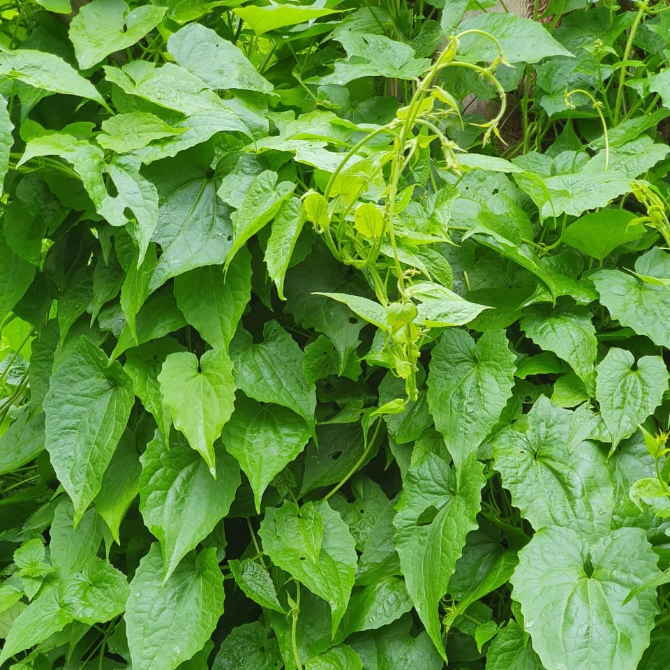 Jamaican Guaco Mikania (Wildcrafted, Air-Dried, Dr Sebi Approved Alkaline Herb)